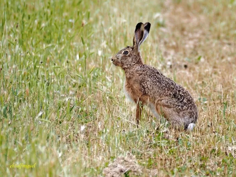 🐇 SE PRORROGA LA TEMPORADA DE CAZA DE LIEBRE EUROPEA 🐇