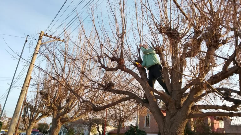 Embellecimiento de los espacios verdes en el distrito