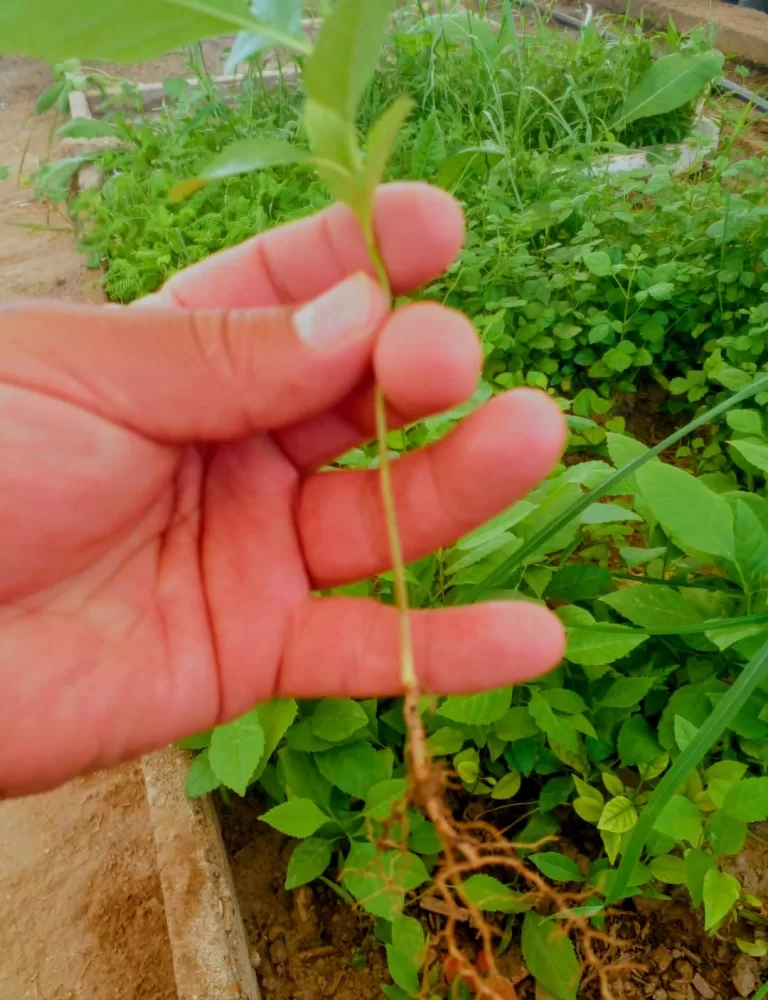 🌱 Comienza el programa “Plantando Conciencia” en el Vivero Municipal
