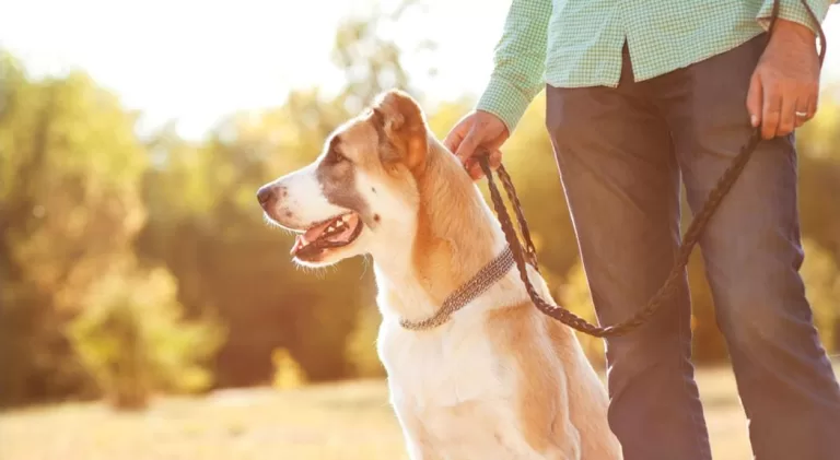 Tenencia responsable y cuidado de la salud pública