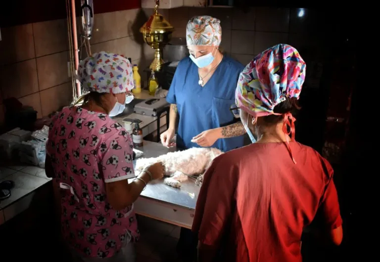 Inició el cronograma de castraciones gratuitas en los barrios