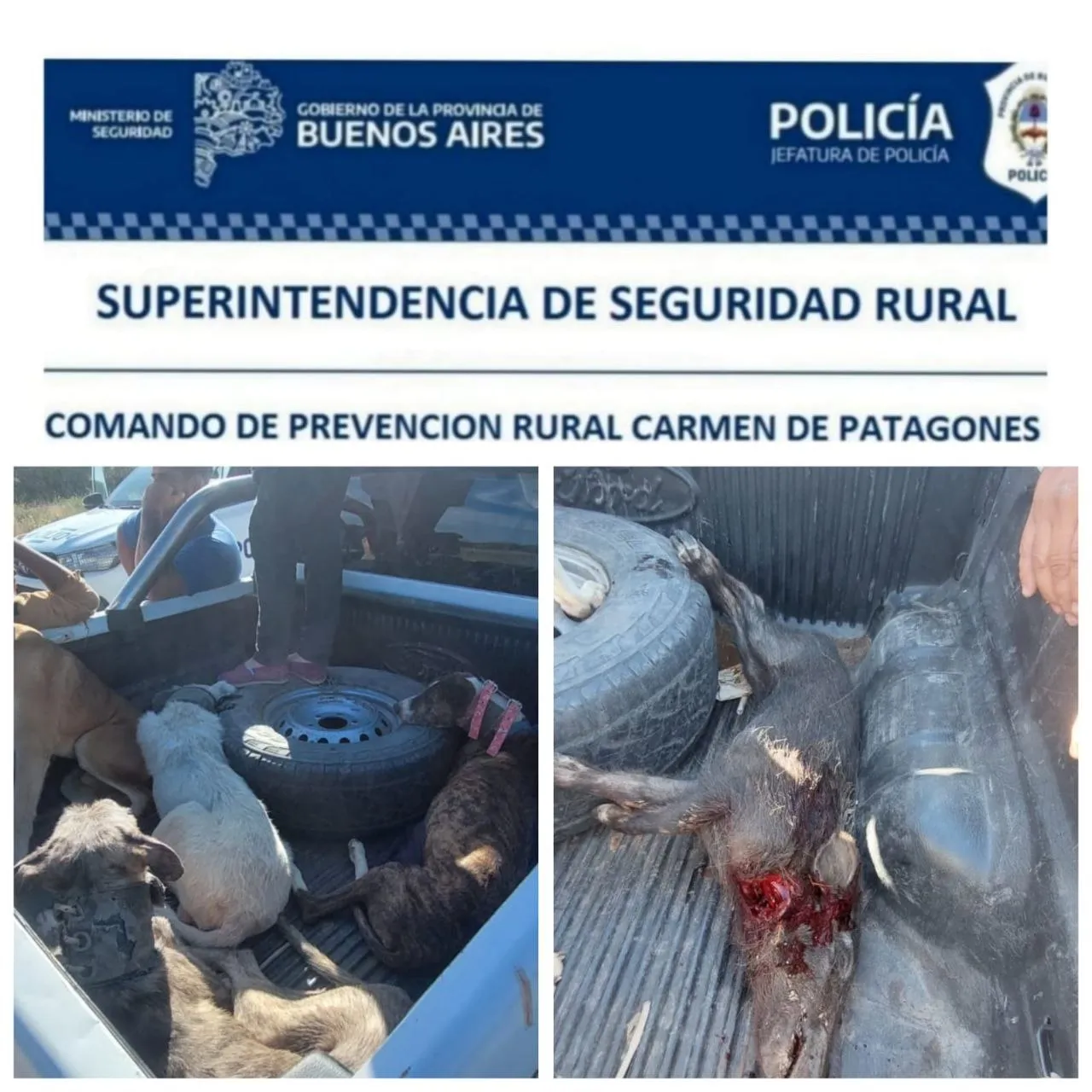 Interceptan cazador sin licencia en camino rural de Patagones