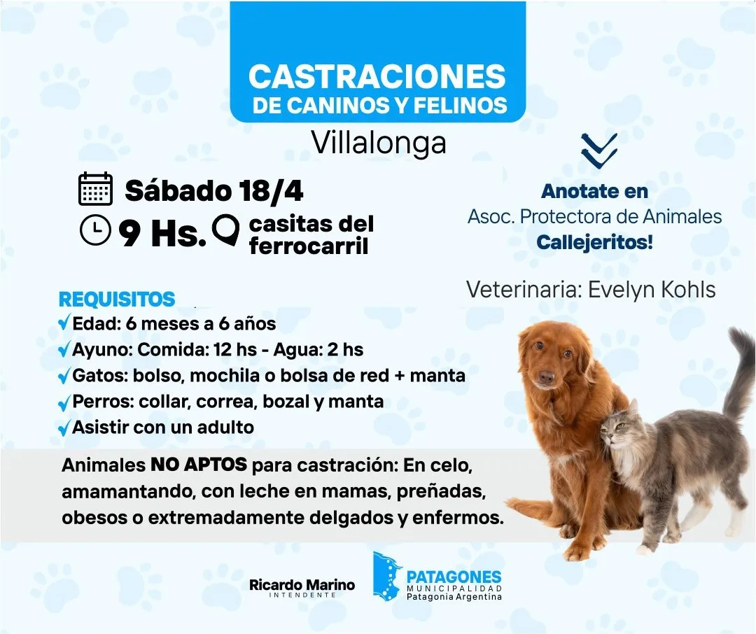 Castraciones gratuitas en Villalonga este sábado 18 de abril