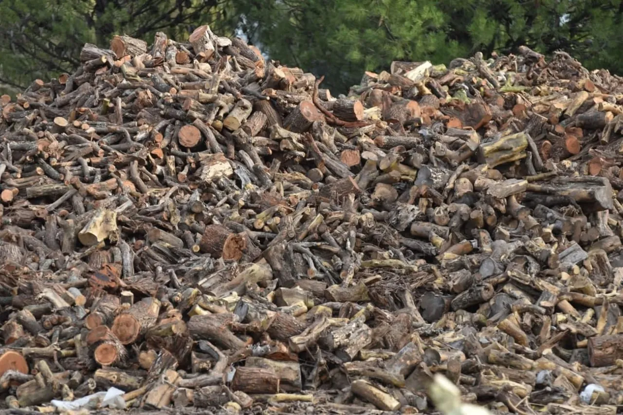 Inicia la distribución de leña del Plan Calor 2026 en Carmen de Patagones
